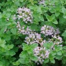500+Italian Oregano Seeds(Origanum vulgare)Heirloom Healthy Tasty Pizza Herb USA//////