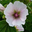 Marshmallow Plant Seeds - Althaea officinalis - 10, 25, 50, or 100 Seeds