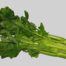 2000 Tall Utah Celery Seeds - High Yield and Resilient!