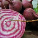 200 Chioggia Beet Seeds- Non-GMO Heirloom Beet- Sweet Variety Beet