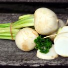 200 White Albino Beet Seeds - Gourmet and Tender Non-GMO Heirloom Sweet Beets