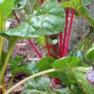 250 Rainbow Swiss Chard