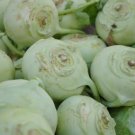 250 White Vienna Kohlrabi - Heirloom Non-GMO Kohlrabi Seeds