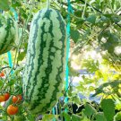50 Jubilee Watermelon Seeds - Heat & Humidity Resistant - Heirloom Watermelon