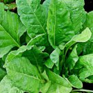 200 Bloomsdale Spinach Seeds - Non-GMO - Heirloom Spinach