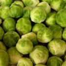 500 Long Island Brussel Sprout Seeds - HUGE Yields!