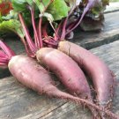 500 Beet Cylindra