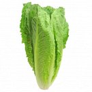 5,000 Parris Island Romaine Seeds- Bulk Seed - Heirloom Non-GMO Lettuce Seeds