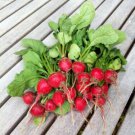 500 Cherry Belle Radish Seeds - Non-GMO Heirloom Radish - FAST and EASY!