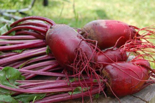 100 Red Mammoth Fodder Beet Seeds