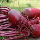 100 Red Mammoth Fodder Beet Seeds