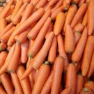 3,000 Imperator 58 Carrot Seeds - Non-GMO Heirloom Seeds - AAS Winner!!!
