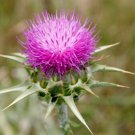 75 Milk Thistle Seeds - Organic - Silybum marianum - Culinary and Medicinal