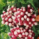 300 Green Arrow Pea Seeds - Bulk Heirloom Seeds - High Yield 2