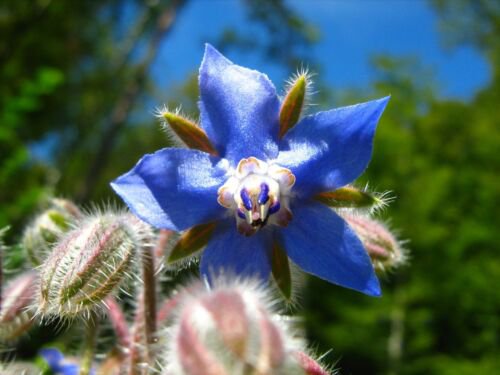 150 Borage Seeds