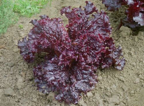 1,000 Ruby Red Leaf Lettuce Seeds - Nutrient Dense Heirloom Lettuce