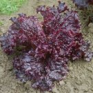 1,000 Ruby Red Leaf Lettuce Seeds - Nutrient Dense Heirloom Lettuce