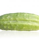 100 National Pickling Cucumber Seeds - Non-GMO - Heirloom Cucumber Seeds