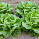 1,500+ Buttercrunch Lettuce Seeds- Bulk Seed - Heirloom Non-GMO Lettuce Seeds