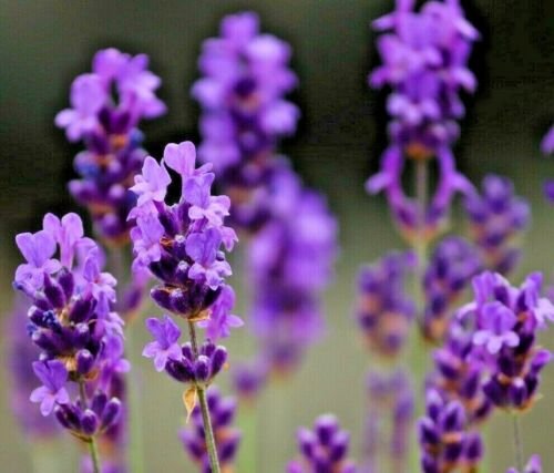500+ LAVENDER VERA SEEDS