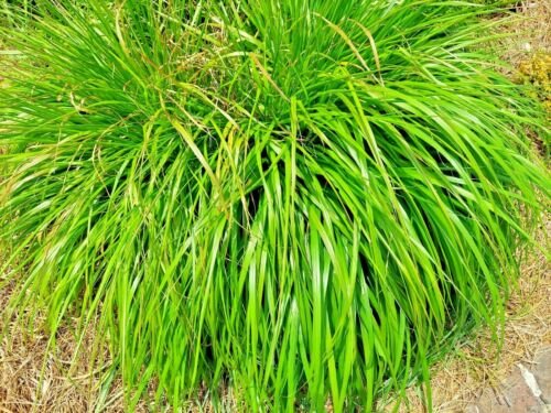 LEMONGRASS 200+ SEEDS