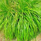 LEMONGRASS 200+ SEEDS