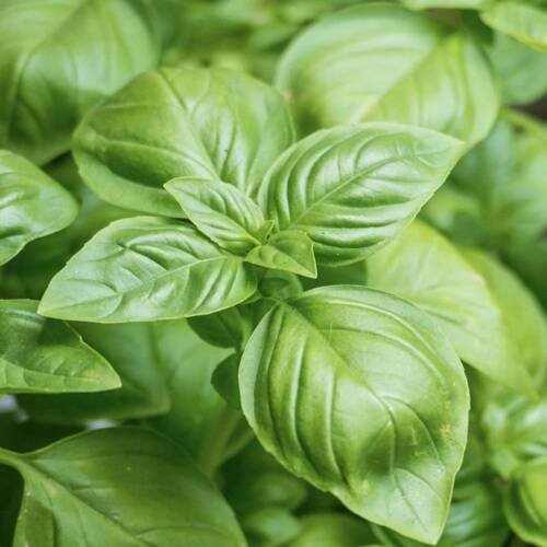 1500+ BASIL SEEDS