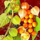 CAPE GOOSEBERRY 100 SEEDS
