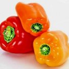 100 CALIFORNIA WONDER BELL PEPPER MIX SEEDS VEGETABLE GARDEN HEIRLOOM NON-GMO US