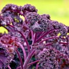 KALE BORECOLE RED 300 SEEDS
