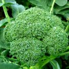 1200+ BROCCOLI WALTHAM SEEDS VEGETABLE