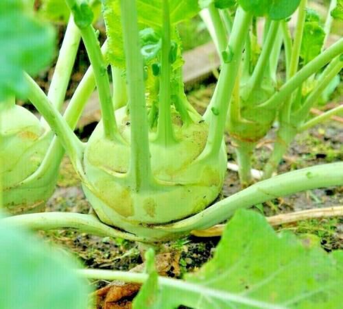 1000+ CABBAGE KOHLRABI SEEDS SPRING