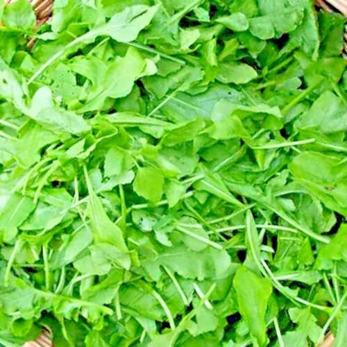 ARUGULA 2000+ SEEDS SPRING VEGETABLE