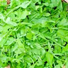ARUGULA 2000+ SEEDS SPRING VEGETABLE