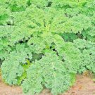 1000+ SEEDS KALE DWARF AUTUMN VEGETABLE GARDEN