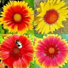 BLANKET FLOWERS SPRING MIX 55 SEEDS PERENNIAL POLLINATORS BEES NATIVE WILDFLOWER