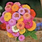200+ ZINNIA LILLIPUT SEEDS SUMMER MIX FLOWERS HUGE BIG BLOOMS BEES BUTTERFLIES