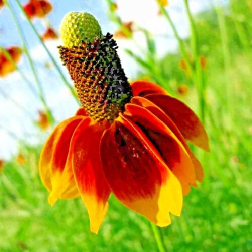 MEXICAN HAT 100+ SEEDS