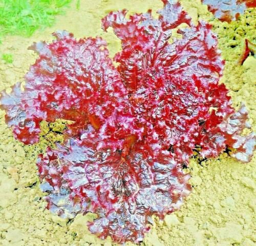 1000+ RUBY LETTUCE SEEDS