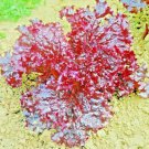 1000+ RUBY LETTUCE SEEDS