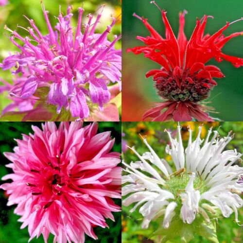 20+ BERGAMOT SEEDS