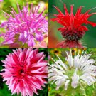 20+ BERGAMOT SEEDS