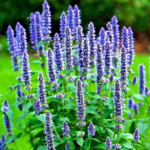 1000 KOREAN MINT SEEDS