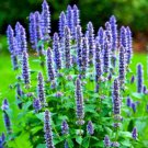 1000 KOREAN MINT SEEDS