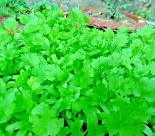 600+ CILANTRO SEEDS
