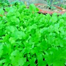 600+ CILANTRO SEEDS