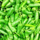JALAPENO PEPPER AUTUMN HEIRLOOM VEGETABLE