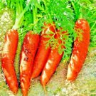 1000+ CARROT SEEDS SPRING VEGETABLE GARDEN