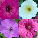 2000+ PETUNIA SUMMER MIX SEEDS FLOWERS BEAUTIFUL CONTAINERS NON-GMO POTS GARDEN