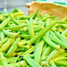 300 SEEDS OKRA CLEMSON GARDEN VEGETABLE